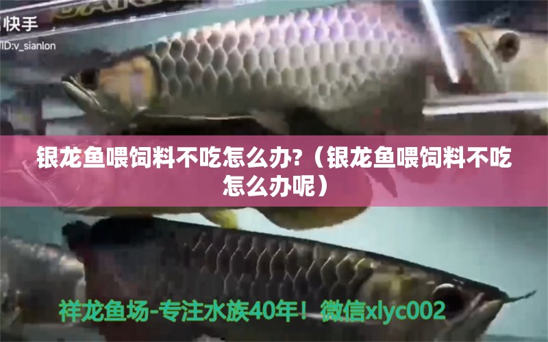 銀龍魚喂飼料不吃怎么辦?（銀龍魚喂飼料不吃怎么辦呢） 銀龍魚