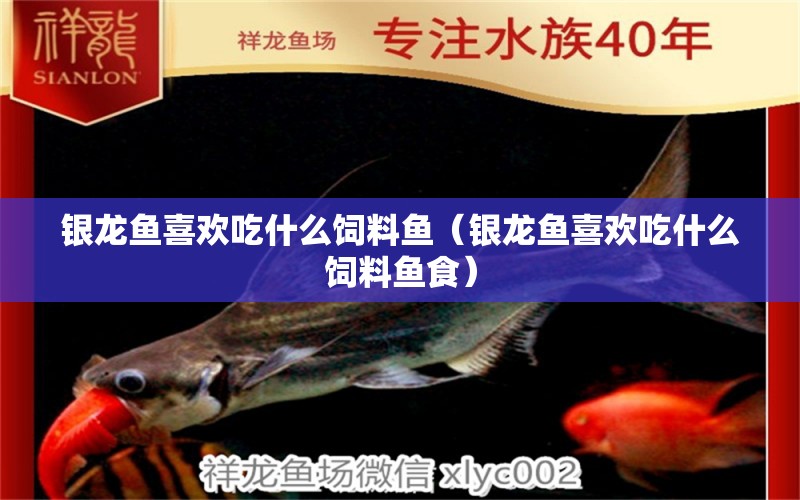 銀龍魚喜歡吃什么飼料魚（銀龍魚喜歡吃什么飼料魚食） 銀龍魚