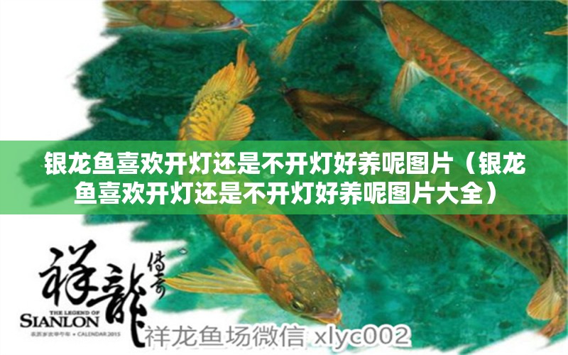 銀龍魚喜歡開燈還是不開燈好養(yǎng)呢圖片（銀龍魚喜歡開燈還是不開燈好養(yǎng)呢圖片大全） 銀龍魚