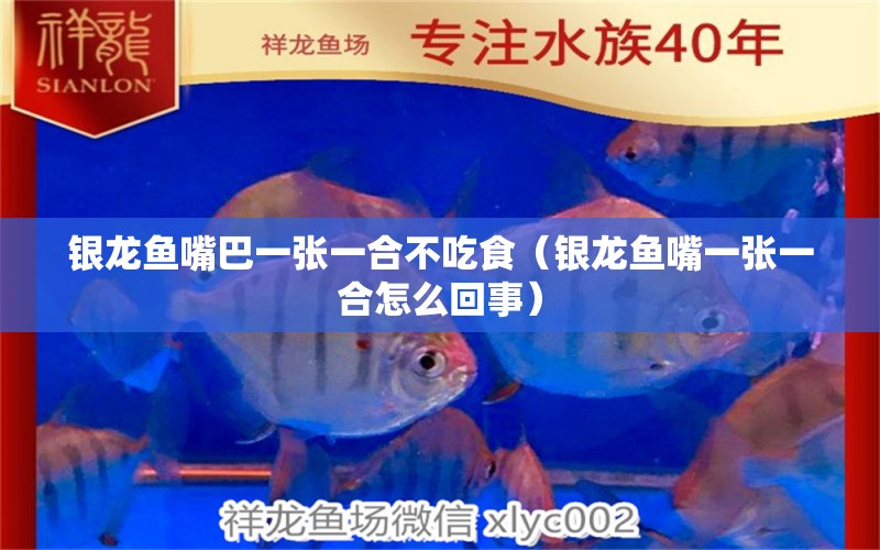 銀龍魚嘴巴一張一合不吃食（銀龍魚嘴一張一合怎么回事）