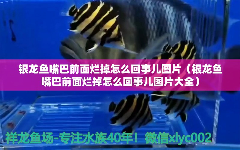 銀龍魚嘴巴前面爛掉怎么回事兒圖片（銀龍魚嘴巴前面爛掉怎么回事兒圖片大全）