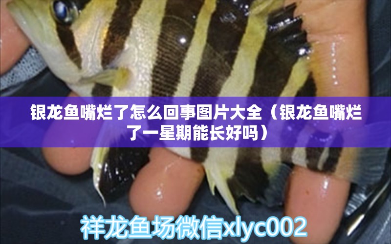 銀龍魚嘴爛了怎么回事圖片大全（銀龍魚嘴爛了一星期能長好嗎） 銀龍魚