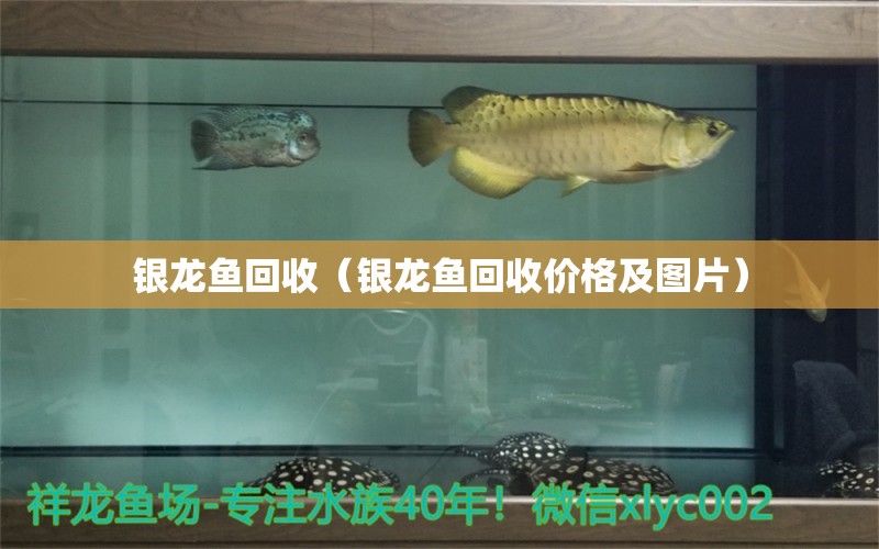 銀龍魚回收（銀龍魚回收價(jià)格及圖片）