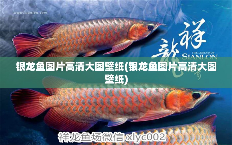 銀龍魚圖片高清大圖壁紙(銀龍魚圖片高清大圖壁紙) 銀龍魚