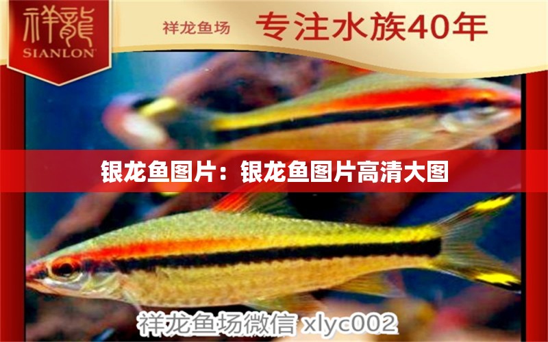 銀龍魚圖片：銀龍魚圖片高清大圖