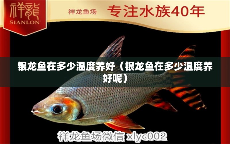 銀龍魚在多少溫度養(yǎng)好（銀龍魚在多少溫度養(yǎng)好呢） 銀龍魚