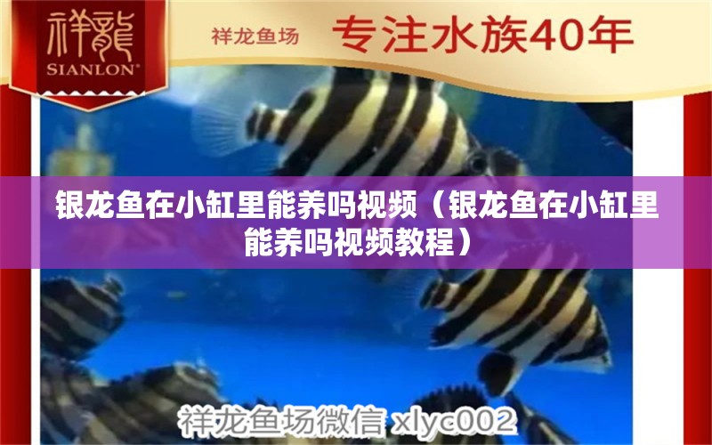 銀龍魚在小缸里能養(yǎng)嗎視頻（銀龍魚在小缸里能養(yǎng)嗎視頻教程） 黃金鴨嘴魚