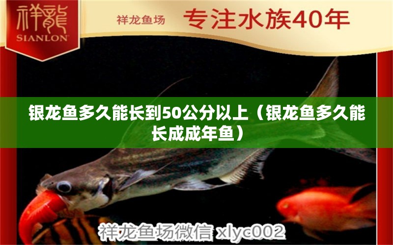 銀龍魚(yú)多久能長(zhǎng)到50公分以上（銀龍魚(yú)多久能長(zhǎng)成成年魚(yú)） 白子銀版魚(yú)