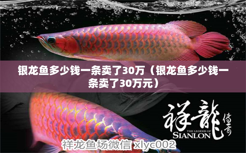 銀龍魚多少錢一條賣了30萬（銀龍魚多少錢一條賣了30萬元）