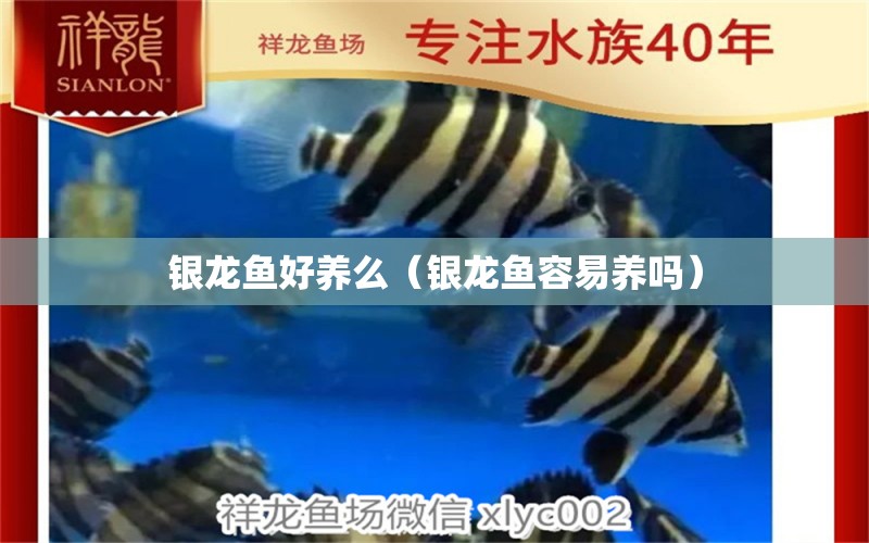 銀龍魚好養(yǎng)么（銀龍魚容易養(yǎng)嗎） 銀龍魚百科 第1張