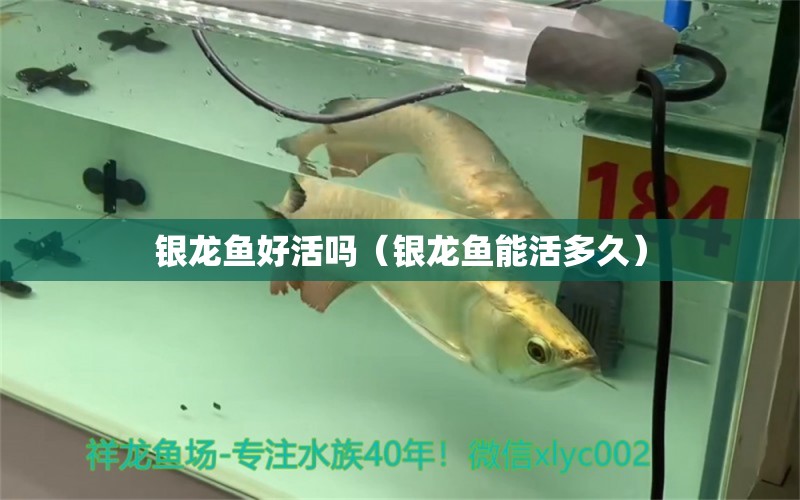 銀龍魚(yú)好活嗎（銀龍魚(yú)能活多久） 銀龍魚(yú)