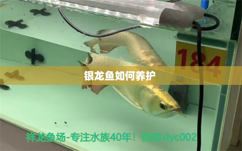 銀龍魚(yú)如何養(yǎng)護(hù) 