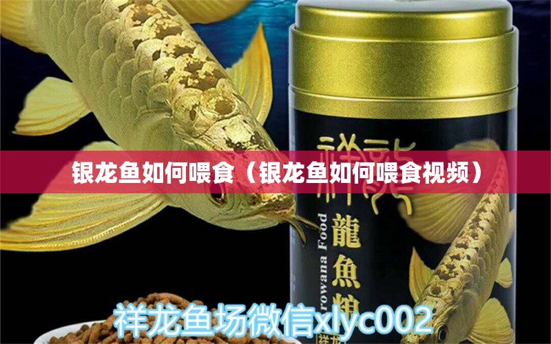 銀龍魚如何喂食（銀龍魚如何喂食視頻）