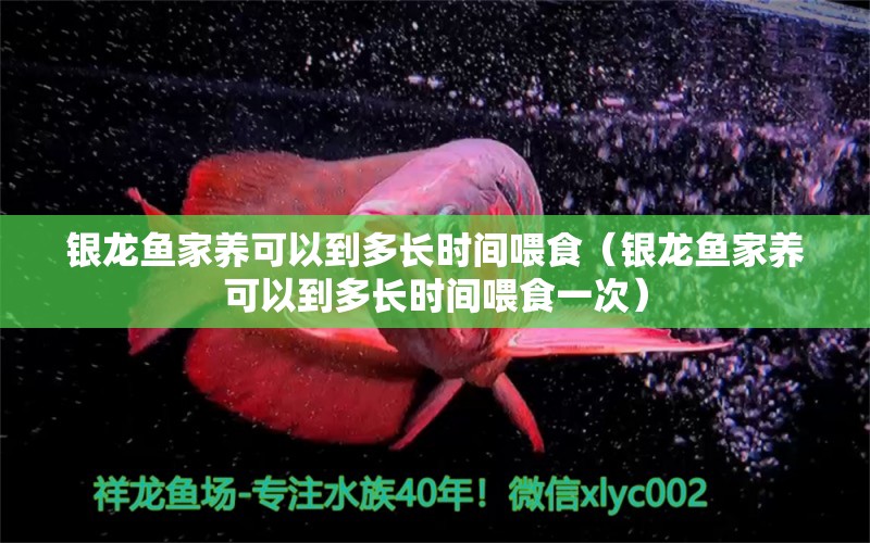 銀龍魚(yú)家養(yǎng)可以到多長(zhǎng)時(shí)間喂食（銀龍魚(yú)家養(yǎng)可以到多長(zhǎng)時(shí)間喂食一次） 銀龍魚(yú)