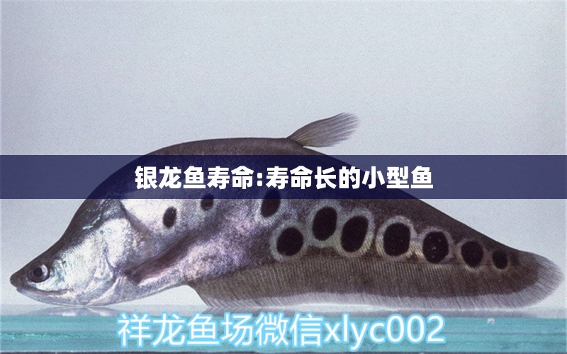 銀龍魚壽命:壽命長的小型魚