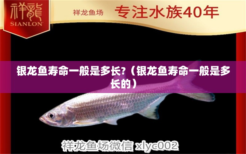 銀龍魚(yú)壽命一般是多長(zhǎng)?（銀龍魚(yú)壽命一般是多長(zhǎng)的） 銀龍魚(yú)