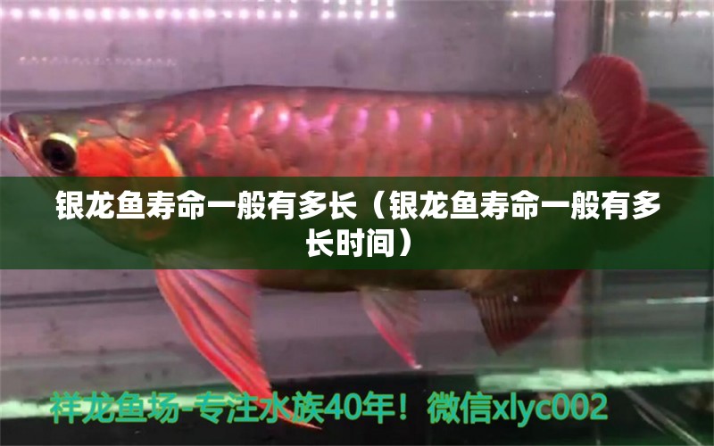 銀龍魚壽命一般有多長（銀龍魚壽命一般有多長時間）