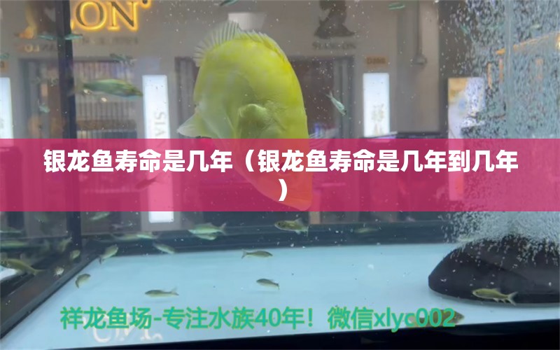 銀龍魚(yú)壽命是幾年（銀龍魚(yú)壽命是幾年到幾年） 銀龍魚(yú)