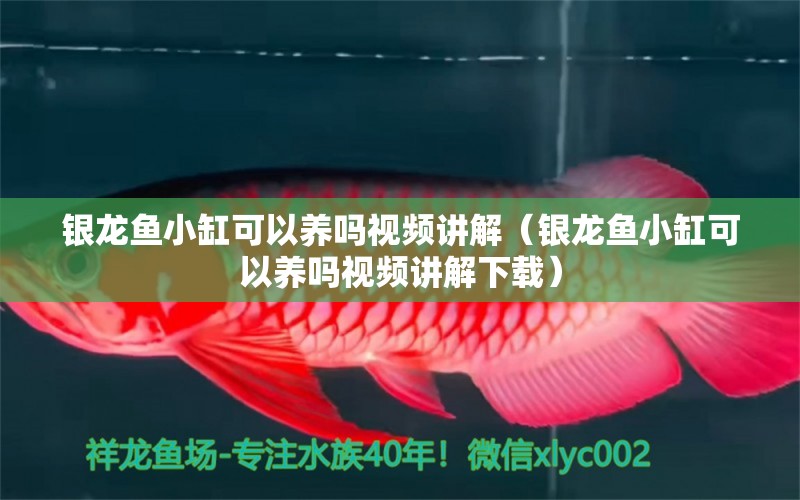 銀龍魚小缸可以養(yǎng)嗎視頻講解（銀龍魚小缸可以養(yǎng)嗎視頻講解下載）