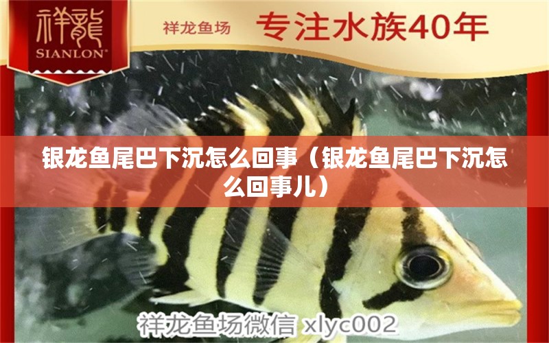 銀龍魚尾巴下沉怎么回事（銀龍魚尾巴下沉怎么回事兒） 銀龍魚