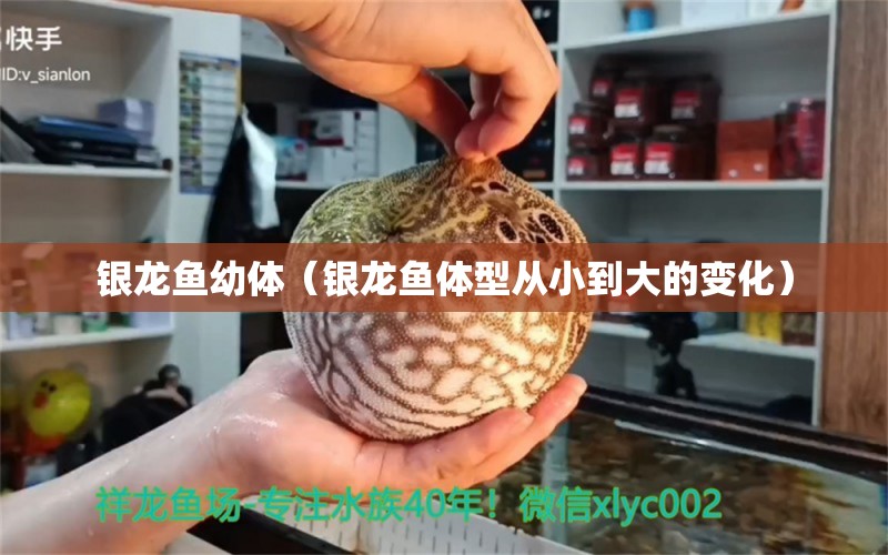 銀龍魚幼體（銀龍魚體型從小到大的變化） 銀龍魚