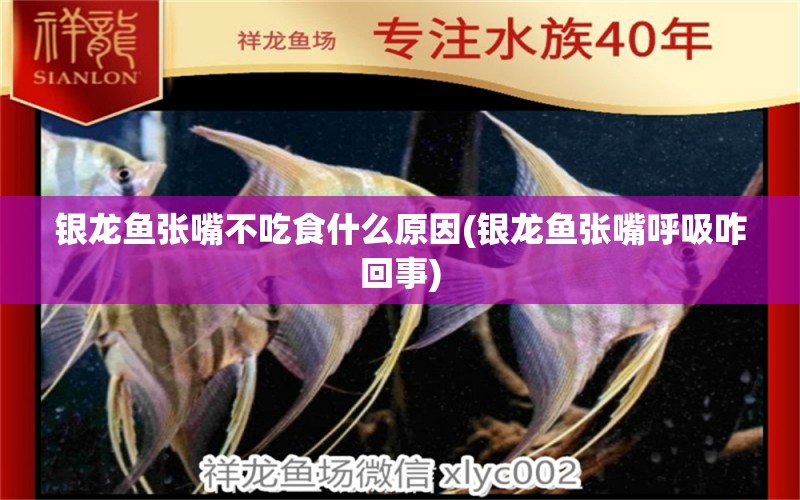 銀龍魚張嘴不吃食什么原因(銀龍魚張嘴呼吸咋回事) 銀龍魚