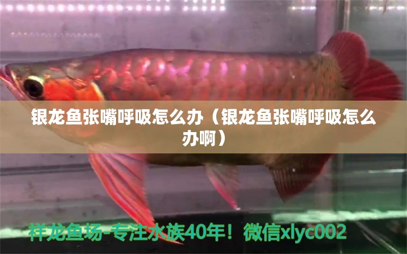 銀龍魚(yú)張嘴呼吸怎么辦（銀龍魚(yú)張嘴呼吸怎么辦?。?祥龍傳奇品牌魚(yú)缸