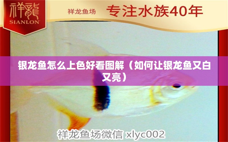 銀龍魚怎么上色好看圖解（如何讓銀龍魚又白又亮） 銀龍魚