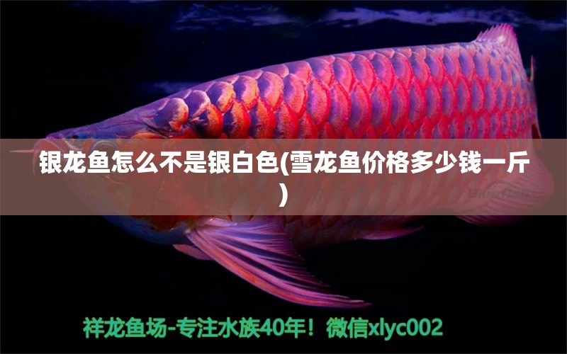 銀龍魚怎么不是銀白色(雪龍魚價(jià)格多少錢一斤) 銀龍魚