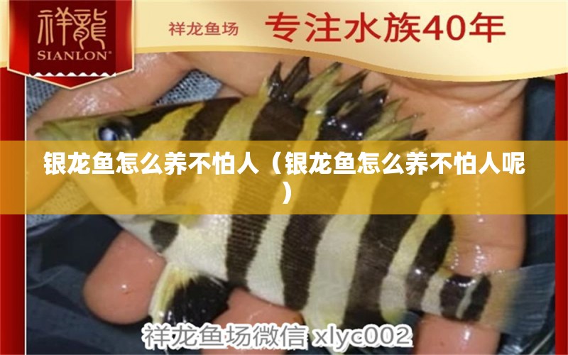 銀龍魚怎么養(yǎng)不怕人（銀龍魚怎么養(yǎng)不怕人呢） 銀龍魚