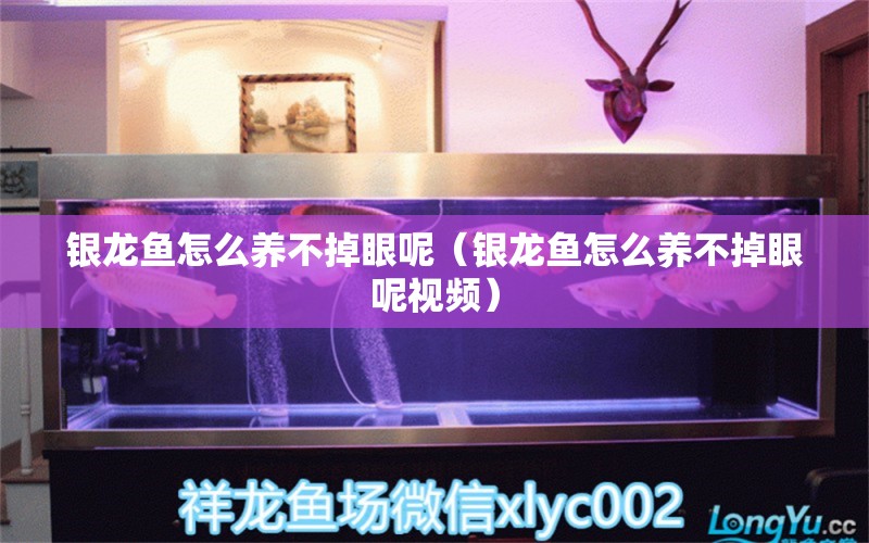 銀龍魚怎么養(yǎng)不掉眼呢（銀龍魚怎么養(yǎng)不掉眼呢視頻） 銀龍魚