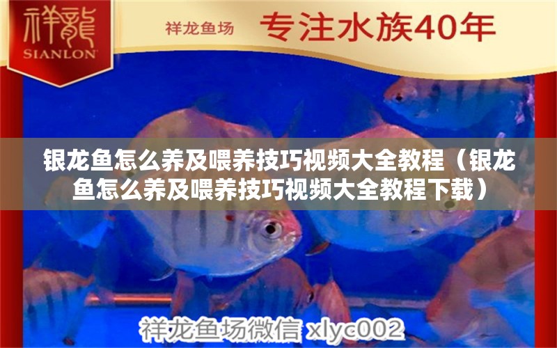 銀龍魚(yú)怎么養(yǎng)及喂養(yǎng)技巧視頻大全教程（銀龍魚(yú)怎么養(yǎng)及喂養(yǎng)技巧視頻大全教程下載）