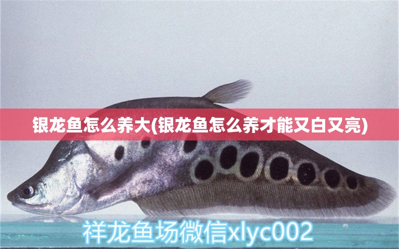 銀龍魚怎么養(yǎng)大(銀龍魚怎么養(yǎng)才能又白又亮)