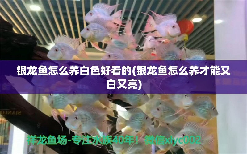 銀龍魚怎么養(yǎng)白色好看的(銀龍魚怎么養(yǎng)才能又白又亮) 銀龍魚