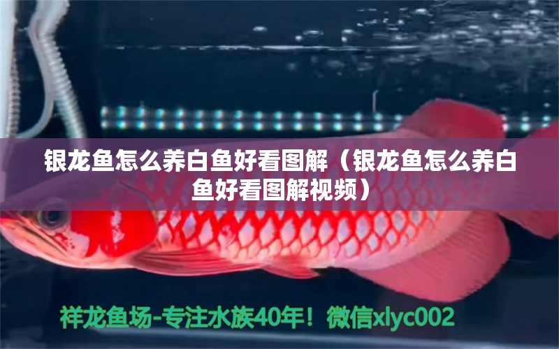 銀龍魚怎么養(yǎng)白魚好看圖解（銀龍魚怎么養(yǎng)白魚好看圖解視頻）