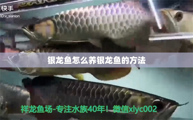 銀龍魚怎么養(yǎng)銀龍魚的方法