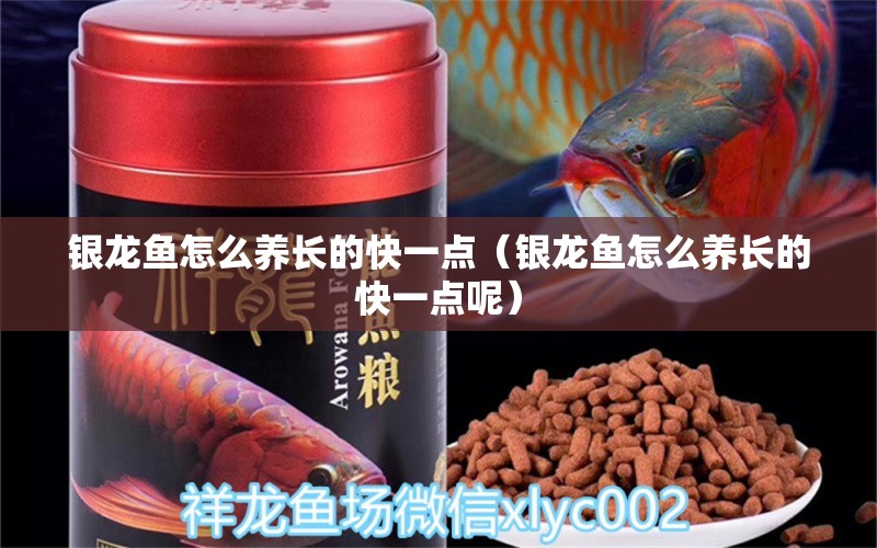 銀龍魚(yú)怎么養(yǎng)長(zhǎng)的快一點(diǎn)（銀龍魚(yú)怎么養(yǎng)長(zhǎng)的快一點(diǎn)呢）