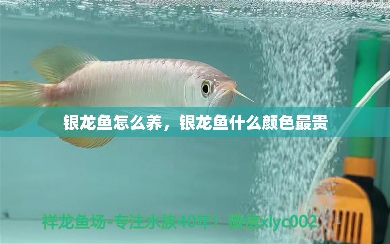 銀龍魚怎么養(yǎng)，銀龍魚什么顏色最貴 銀龍魚百科 第1張