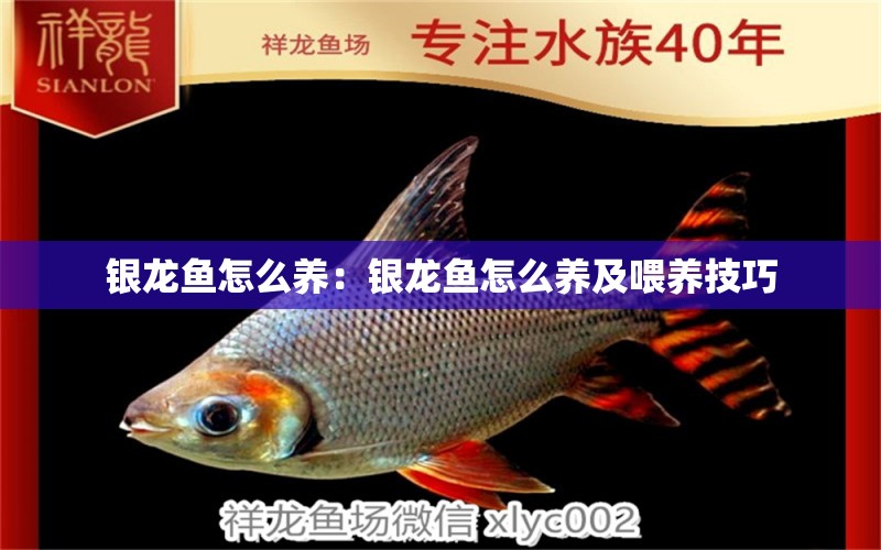 銀龍魚怎么養(yǎng)：銀龍魚怎么養(yǎng)及喂養(yǎng)技巧