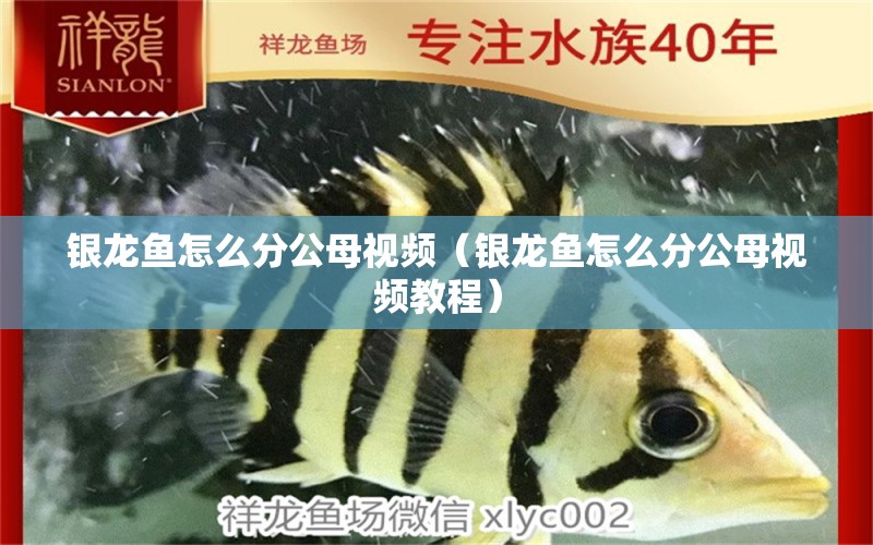 銀龍魚(yú)怎么分公母視頻（銀龍魚(yú)怎么分公母視頻教程）