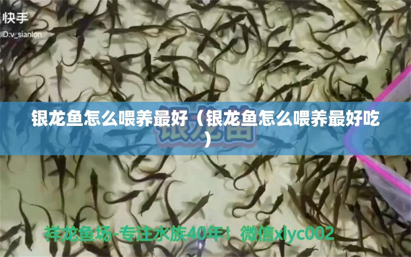 銀龍魚(yú)怎么喂養(yǎng)最好（銀龍魚(yú)怎么喂養(yǎng)最好吃）