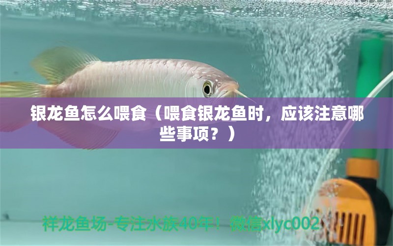 銀龍魚(yú)怎么喂食（喂食銀龍魚(yú)時(shí)，應(yīng)該注意哪些事項(xiàng)？）