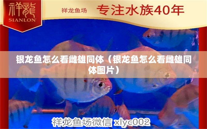 銀龍魚(yú)怎么看雌雄同體（銀龍魚(yú)怎么看雌雄同體圖片）