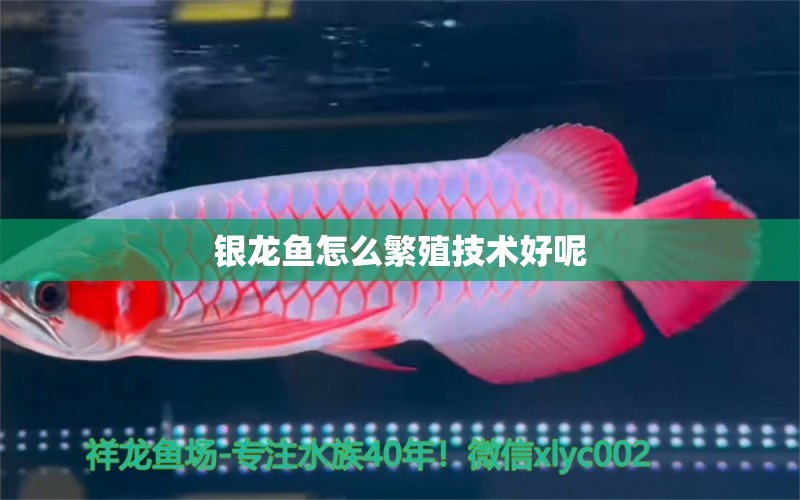 銀龍魚怎么繁殖技術(shù)好呢