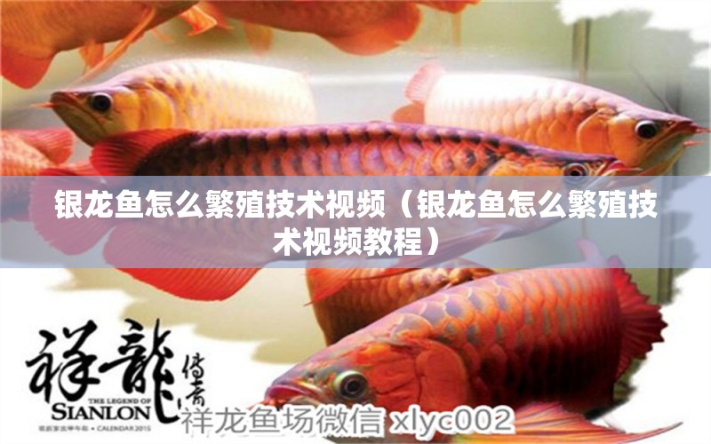 銀龍魚怎么繁殖技術(shù)視頻（銀龍魚怎么繁殖技術(shù)視頻教程）