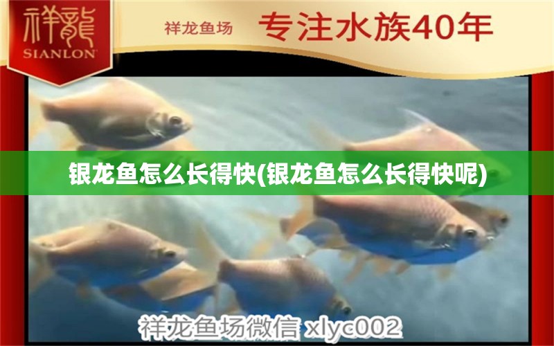 銀龍魚怎么長得快(銀龍魚怎么長得快呢)