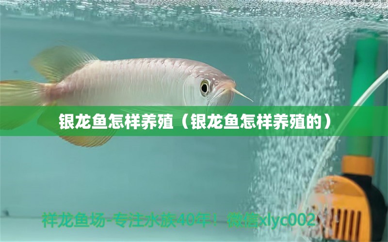 銀龍魚怎樣養(yǎng)殖（銀龍魚怎樣養(yǎng)殖的） 銀龍魚