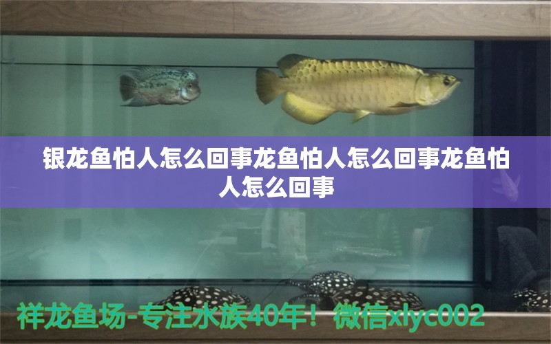 銀龍魚怕人怎么回事龍魚怕人怎么回事龍魚怕人怎么回事 銀龍魚