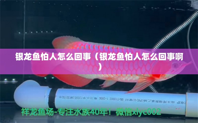 銀龍魚怕人怎么回事（銀龍魚怕人怎么回事?。?銀龍魚