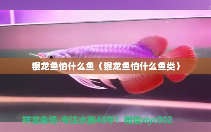 銀龍魚怕什么魚（銀龍魚怕什么魚類） 銀龍魚